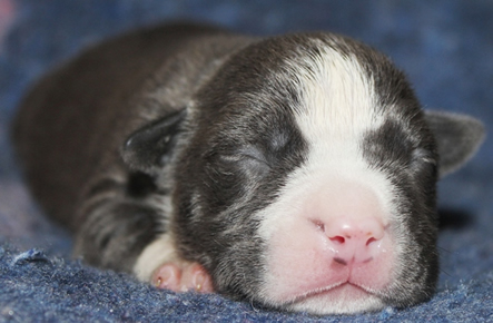 DDDawgs Warsaw Express